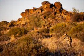 Tiger Landscape